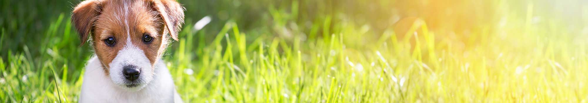 Pet-friendly senior living at Carriage Court of Lancaster in Lancaster, Ohio