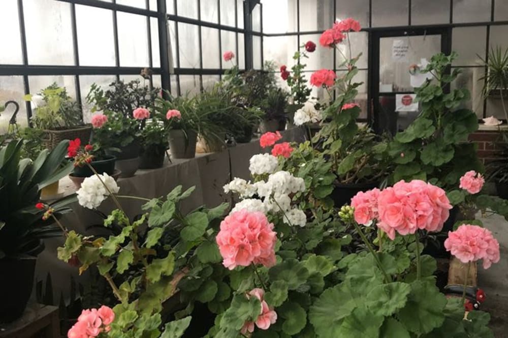 flower garden